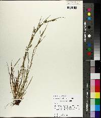 Carex corrugata image