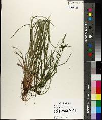 Carex corrugata image