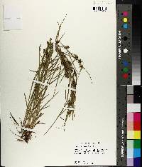 Carex corrugata image