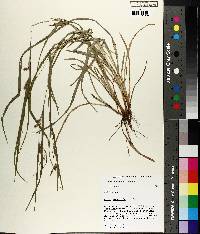 Carex corrugata image