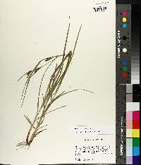 Carex corrugata image