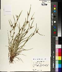 Carex corrugata image