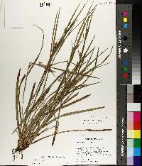 Carex corrugata image