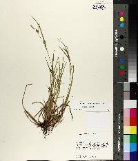 Carex corrugata image