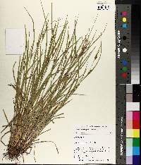 Carex corrugata image