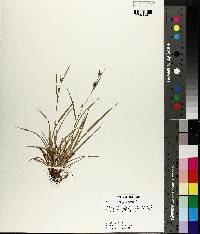 Carex corrugata image