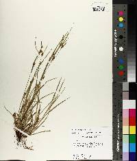 Carex corrugata image