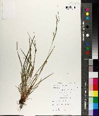 Carex corrugata image