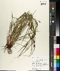 Carex corrugata image