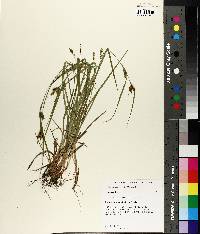 Carex corrugata image