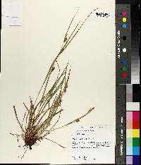 Carex corrugata image