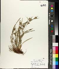 Carex flaccosperma image