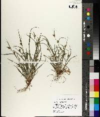 Carex flaccosperma image