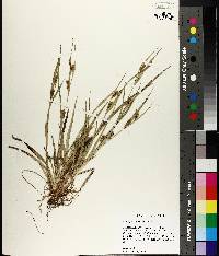 Carex flaccosperma image