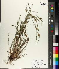 Carex flaccosperma image