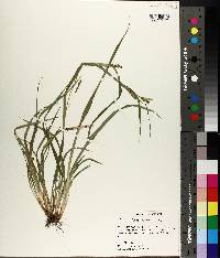 Carex flaccosperma image