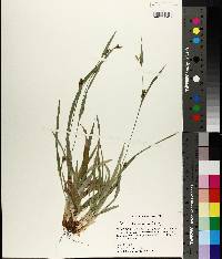 Carex flaccosperma image