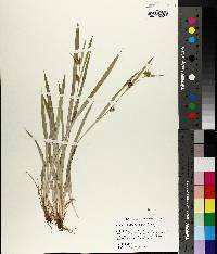 Carex flaccosperma image