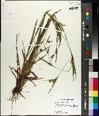 Carex flaccosperma image