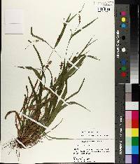 Carex flaccosperma image