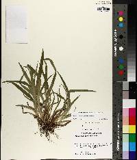 Carex flaccosperma image