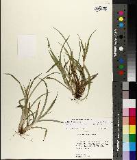 Carex flaccosperma image