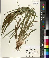 Carex flaccosperma image