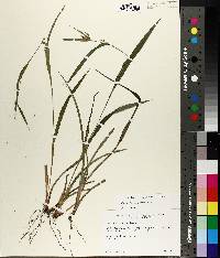 Carex flaccosperma image