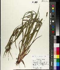 Carex flaccosperma image