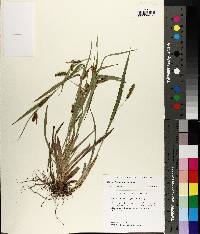 Carex flaccosperma image