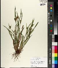 Carex flaccosperma image