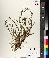 Carex flaccosperma image