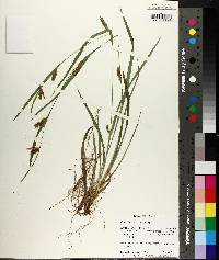 Carex flaccosperma image