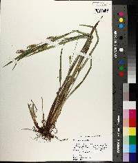 Carex flaccosperma image