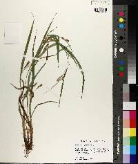 Carex flaccosperma image