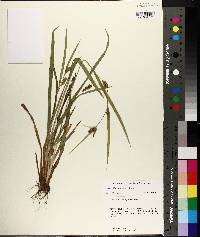 Carex flaccosperma image