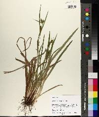 Carex flaccosperma image