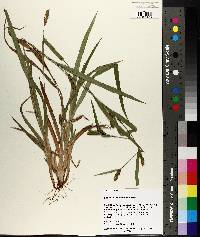 Carex flaccosperma image