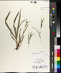 Carex flaccosperma image