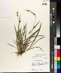 Carex flaccosperma image