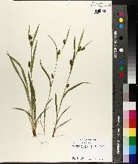 Carex flaccosperma image