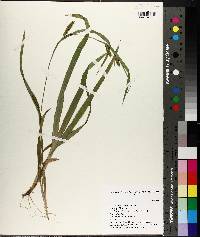 Carex flaccosperma image