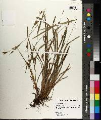 Carex flaccosperma image