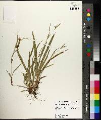 Carex flaccosperma image