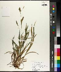 Carex flaccosperma image