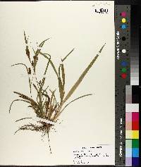 Carex flaccosperma image