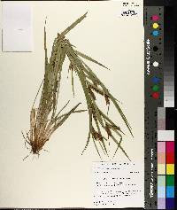 Carex flaccosperma image