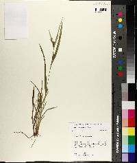 Carex flaccosperma image