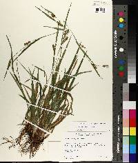 Carex flaccosperma image