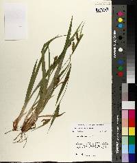 Carex flaccosperma image